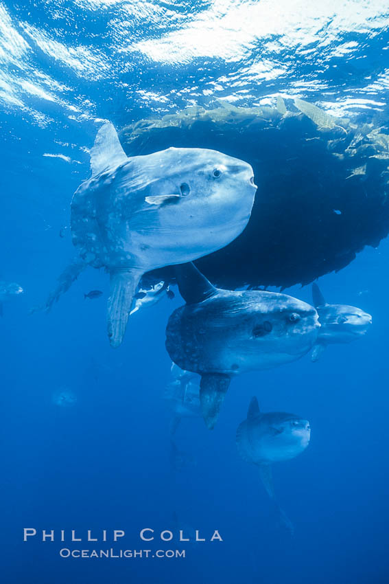 Ocean sunfish schooling near drift kelp, soliciting cleaner fishes, open ocean, Baja California., Mola mola, natural history stock photograph, photo id 06335