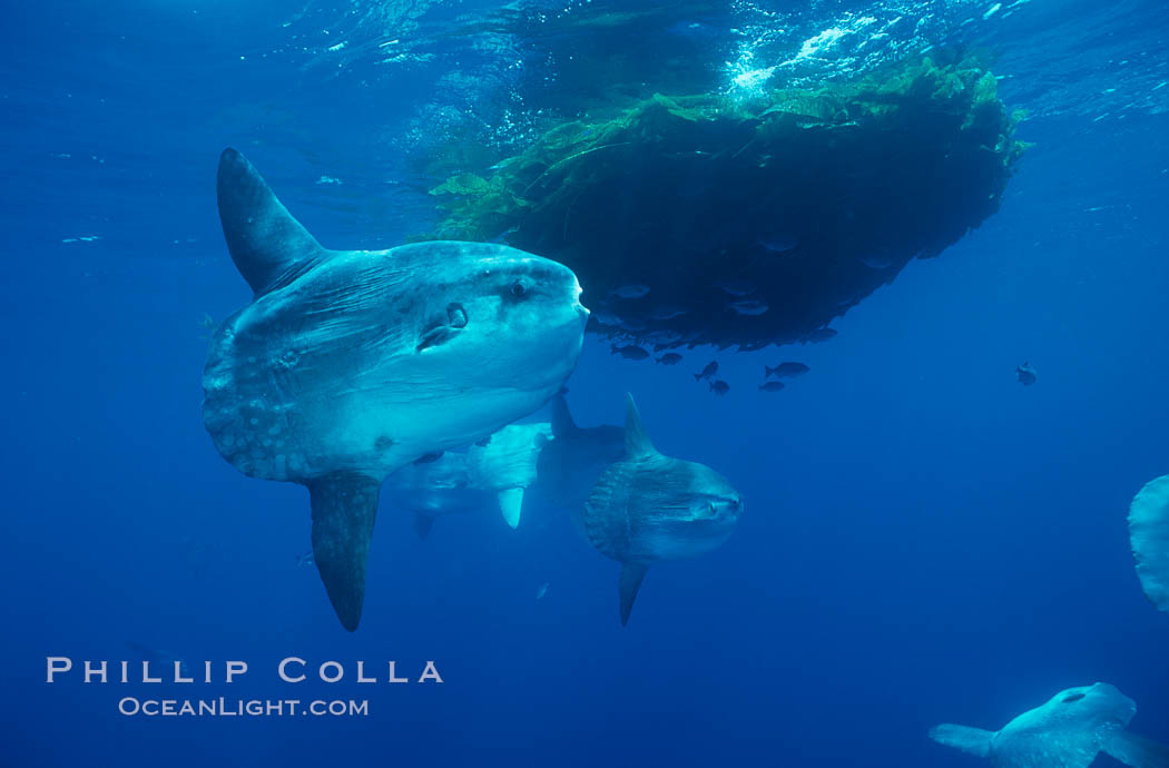 Ocean sunfish schooling near drift kelp, soliciting cleaner fishes, open ocean, Baja California., Mola mola, natural history stock photograph, photo id 06339