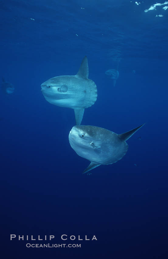 Ocean sunfish schooling, open ocean near San Diego. California, USA, Mola mola, natural history stock photograph, photo id 03613