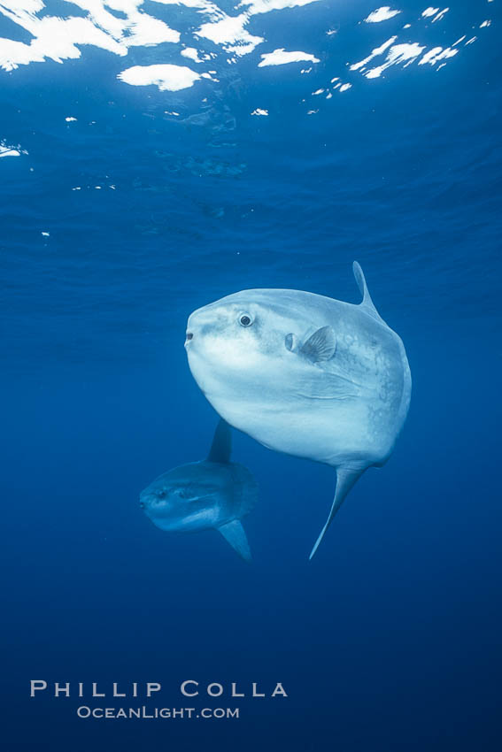 Ocean sunfish schooling, open ocean near San Diego. California, USA, Mola mola, natural history stock photograph, photo id 03617