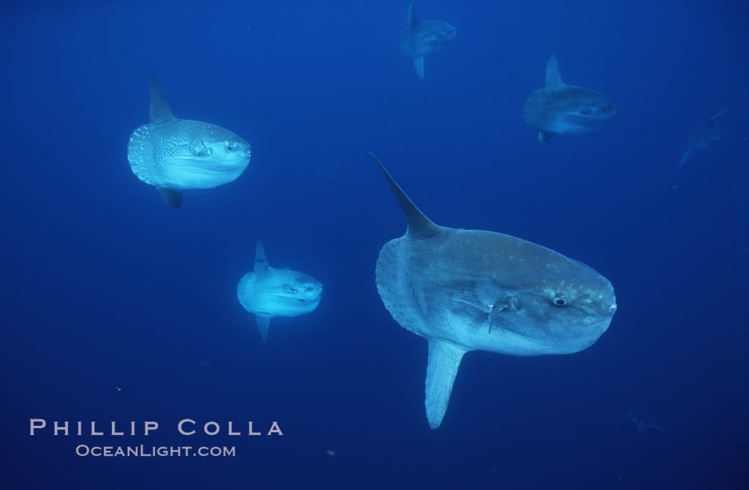 Ocean sunfish schooling, open ocean near San Diego. California, USA, Mola mola, natural history stock photograph, photo id 03621
