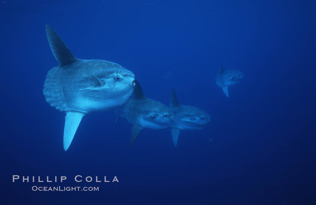 Ocean sunfish schooling, open ocean near San Diego. California, USA, Mola mola, natural history stock photograph, photo id 03625