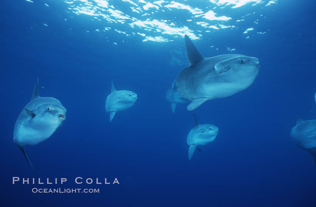 Ocean sunfish schooling, open ocean near San Diego. California, USA, Mola mola, natural history stock photograph, photo id 03633