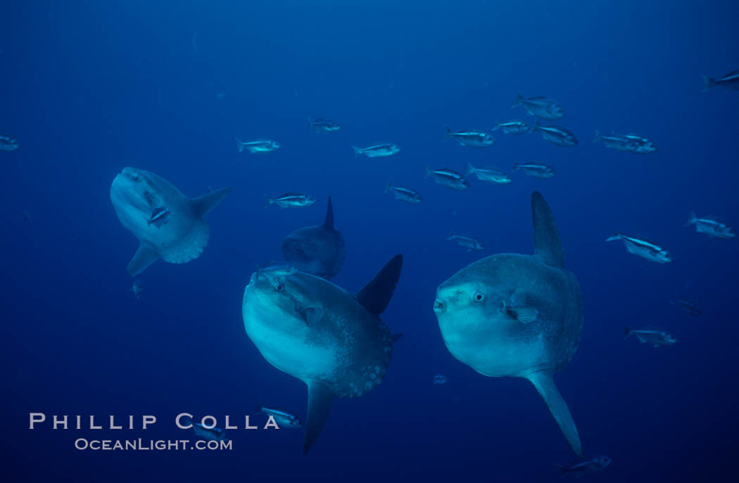 Ocean sunfish, open ocean near San Diego. California, USA, Mola mola, natural history stock photograph, photo id 03681