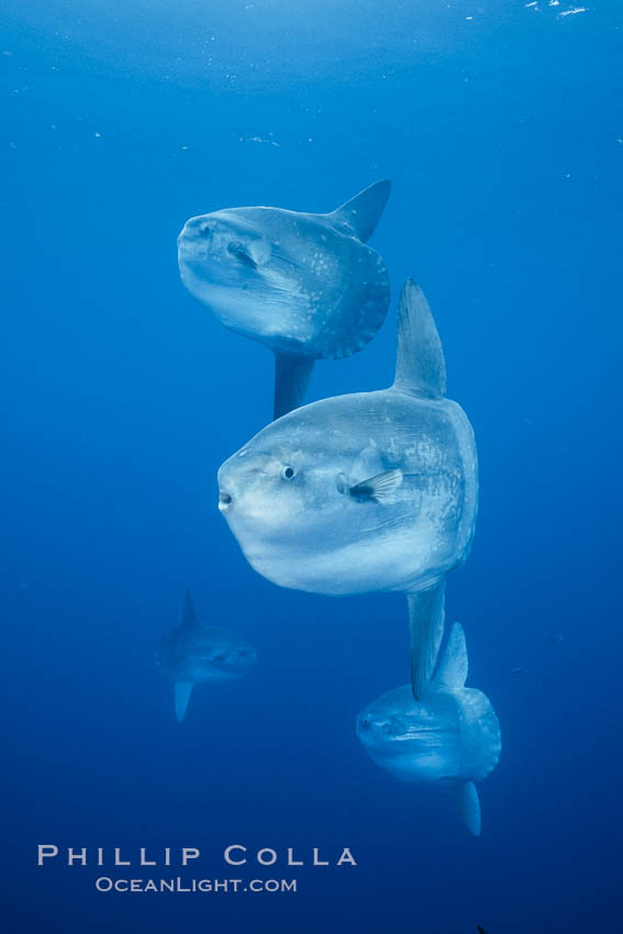 Ocean sunfish schooling, open ocean near San Diego. California, USA, Mola mola, natural history stock photograph, photo id 03773