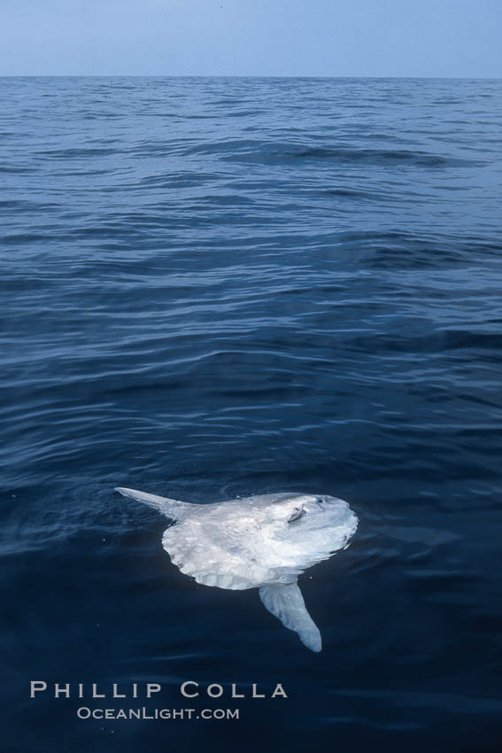 Ocean sunfish basking flat on the ocean surface, open ocean. San Diego, California, USA, Mola mola, natural history stock photograph, photo id 06269