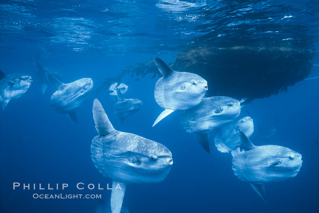 Ocean sunfish schooling near drift kelp, soliciting cleaner fishes, open ocean, Baja California., Mola mola, natural history stock photograph, photo id 06305