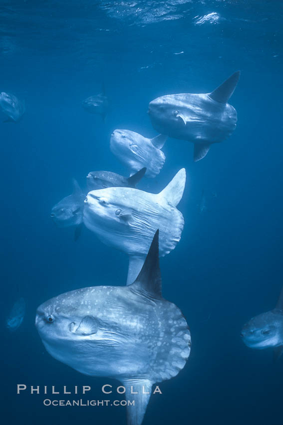 Ocean sunfish schooling near drift kelp, soliciting cleaner fishes, open ocean, Baja California., Mola mola, natural history stock photograph, photo id 06381