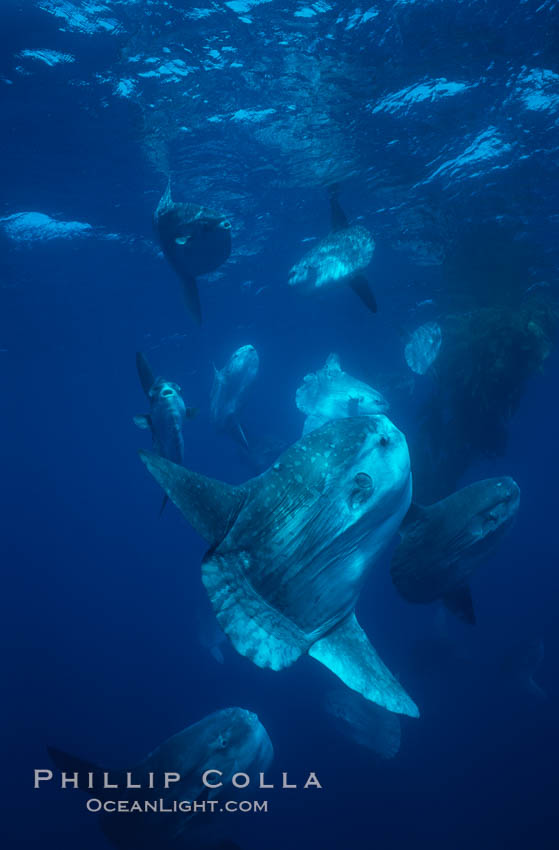 Ocean sunfish schooling near drift kelp, soliciting cleaner fishes, open ocean, Baja California., Mola mola, natural history stock photograph, photo id 06385