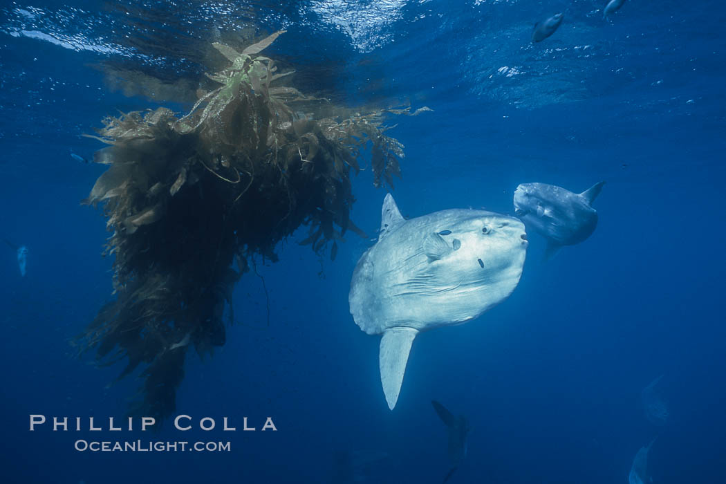 Ocean sunfish schooling near drift kelp, soliciting cleaner fishes, open ocean, Baja California., Mola mola, natural history stock photograph, photo id 06393