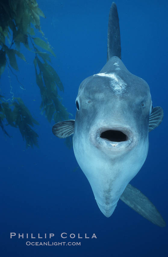 Ocean sunfish, open ocean, Baja California., Mola mola, natural history stock photograph, photo id 06413