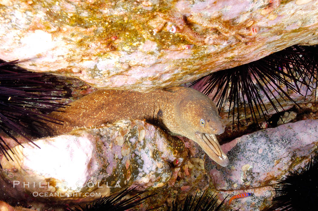 Moray eel in rock crevice. Guadalupe Island (Isla Guadalupe), Baja California, Mexico, Gymnothorax mordax, natural history stock photograph, photo id 09583