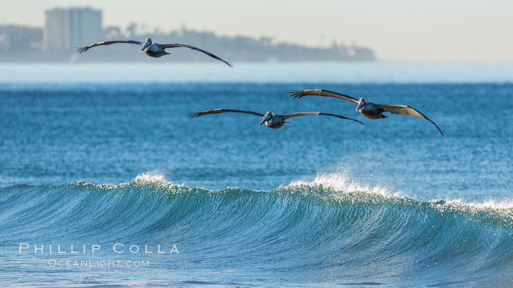 California Pelican flying on a wave, riding the updraft from the wave., Pelecanus occidentalis, Pelecanus occidentalis californicus, natural history stock photograph, photo id 30262