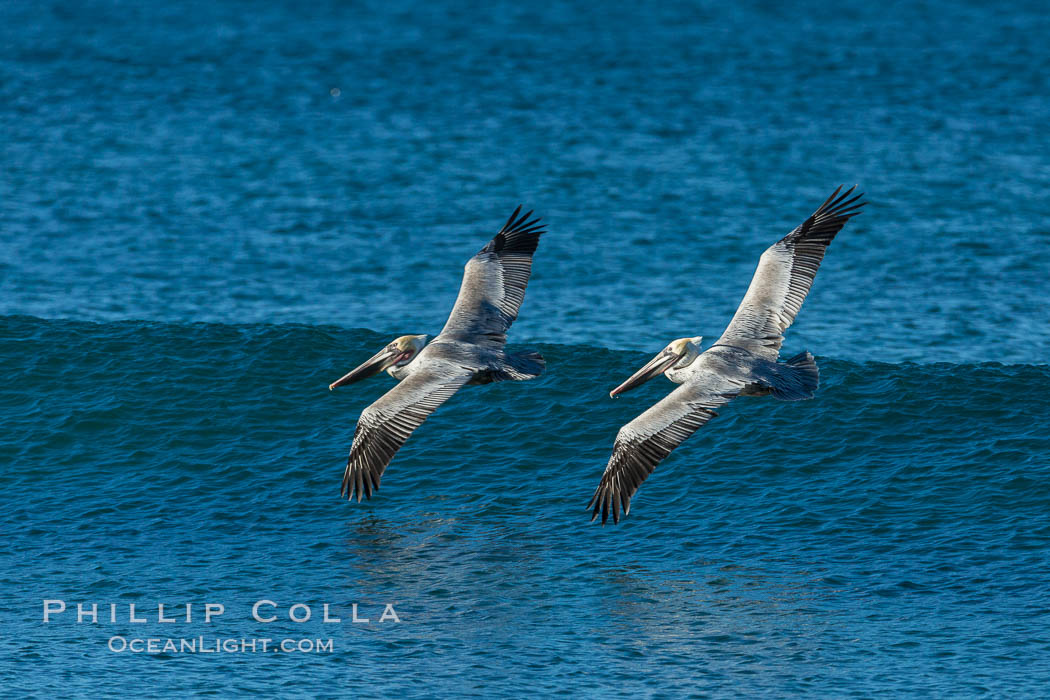 California Pelican flying on a wave, riding the updraft from the wave., Pelecanus occidentalis, Pelecanus occidentalis californicus, natural history stock photograph, photo id 30268