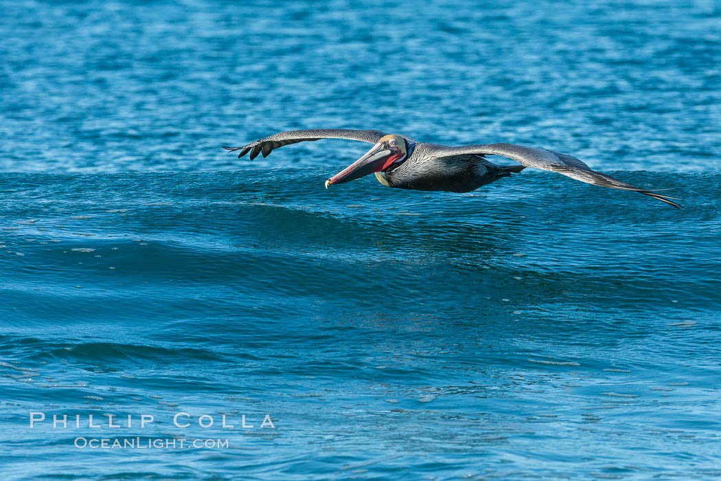 California Pelican flying on a wave, riding the updraft from the wave., Pelecanus occidentalis, Pelecanus occidentalis californicus, natural history stock photograph, photo id 30272