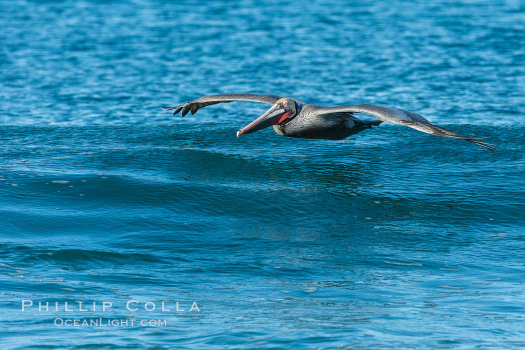 California Pelican flying on a wave, riding the updraft from the wave., Pelecanus occidentalis, Pelecanus occidentalis californicus, natural history stock photograph, photo id 30272