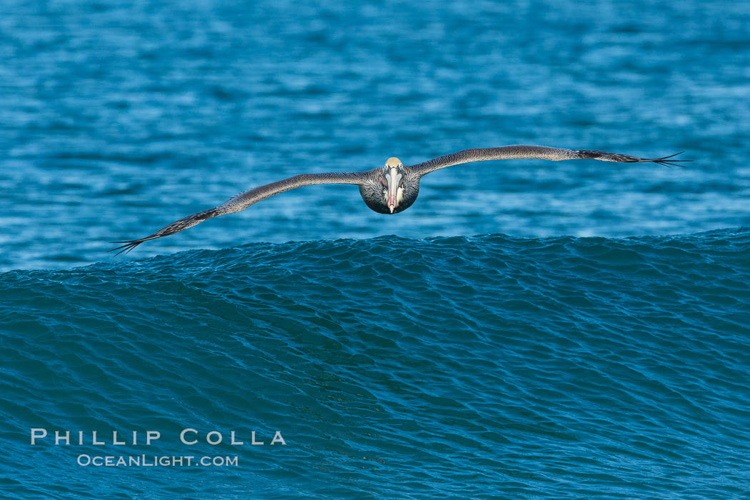 California Pelican flying on a wave, riding the updraft from the wave., Pelecanus occidentalis, Pelecanus occidentalis californicus, natural history stock photograph, photo id 30276