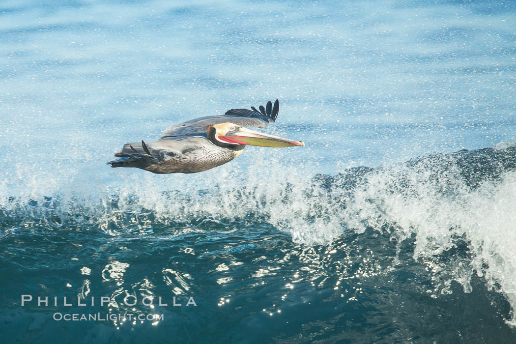 California Pelican flying on a wave, riding the updraft from the wave., Pelecanus occidentalis, Pelecanus occidentalis californicus, natural history stock photograph, photo id 30316