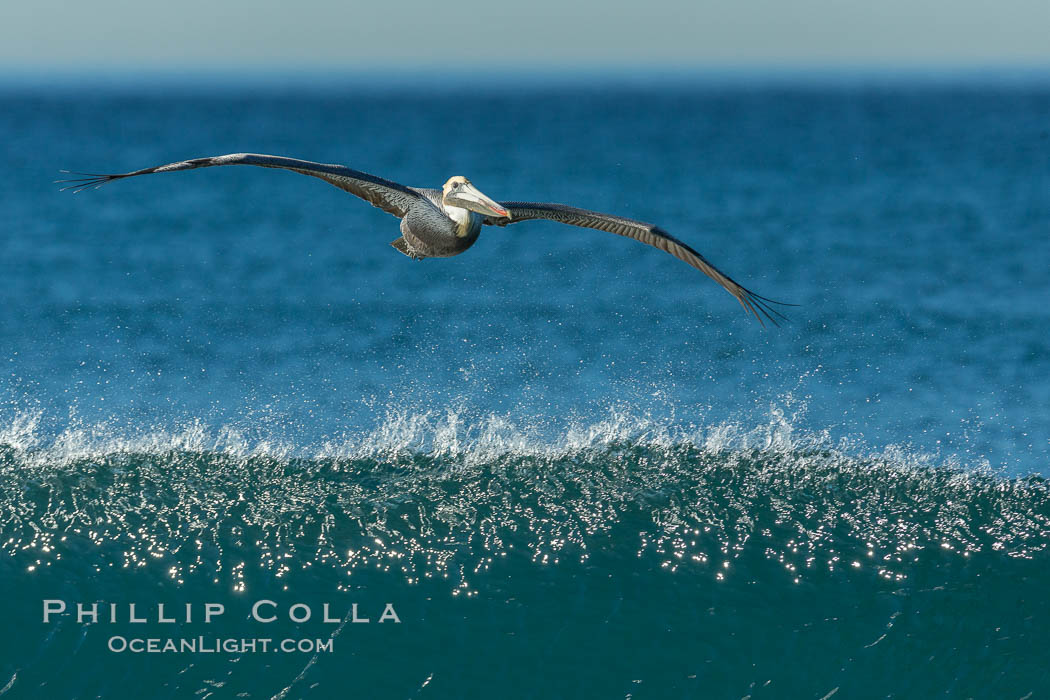 California Pelican flying on a wave, riding the updraft from the wave., Pelecanus occidentalis, Pelecanus occidentalis californicus, natural history stock photograph, photo id 30279