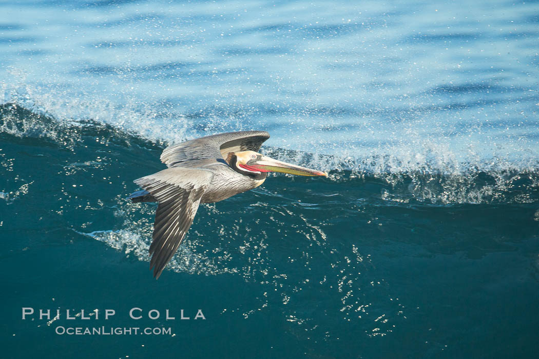 California Pelican flying on a wave, riding the updraft from the wave., Pelecanus occidentalis, Pelecanus occidentalis californicus, natural history stock photograph, photo id 30315