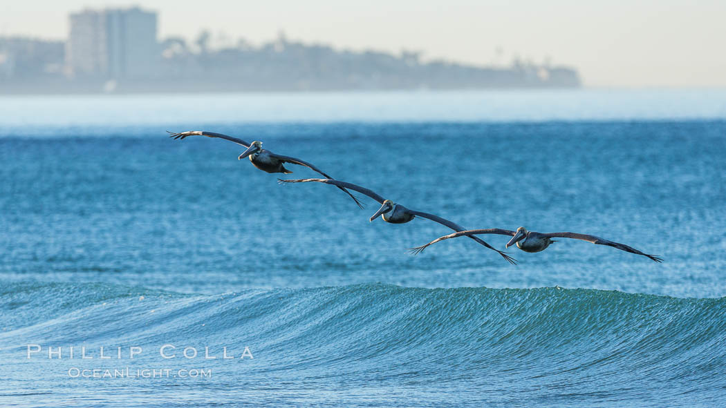 California Pelican flying on a wave, riding the updraft from the wave., Pelecanus occidentalis, Pelecanus occidentalis californicus, natural history stock photograph, photo id 30261
