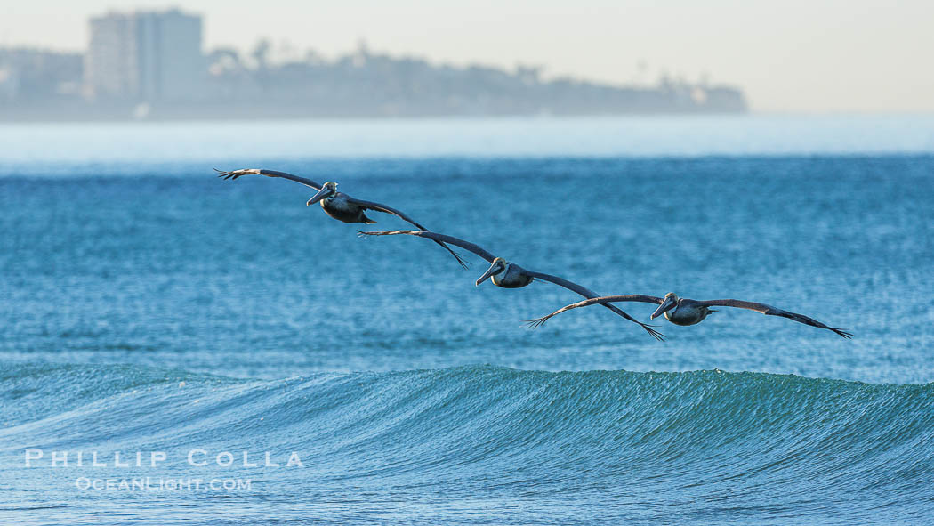 California Pelican flying on a wave, riding the updraft from the wave., Pelecanus occidentalis, Pelecanus occidentalis californicus, natural history stock photograph, photo id 30261