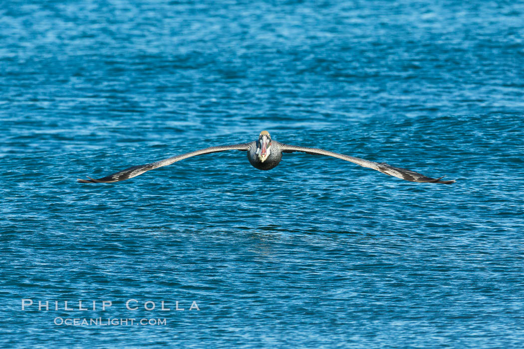 California Pelican flying on a wave, riding the updraft from the wave., Pelecanus occidentalis, Pelecanus occidentalis californicus, natural history stock photograph, photo id 30265