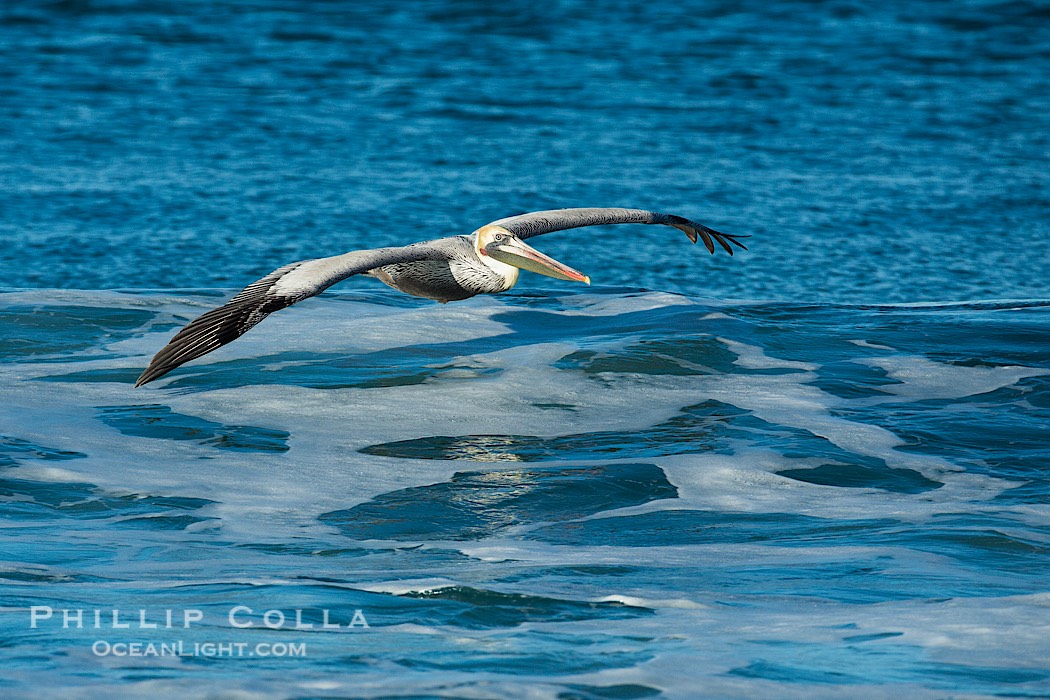 California Pelican flying on a wave, riding the updraft from the wave., Pelecanus occidentalis, Pelecanus occidentalis californicus, natural history stock photograph, photo id 30269