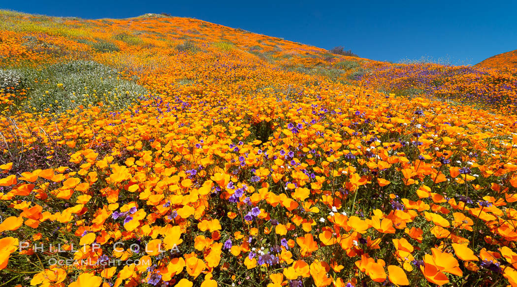 California Poppies in Bloom, Elsinore. USA, Eschscholzia californica, natural history stock photograph, photo id 35230