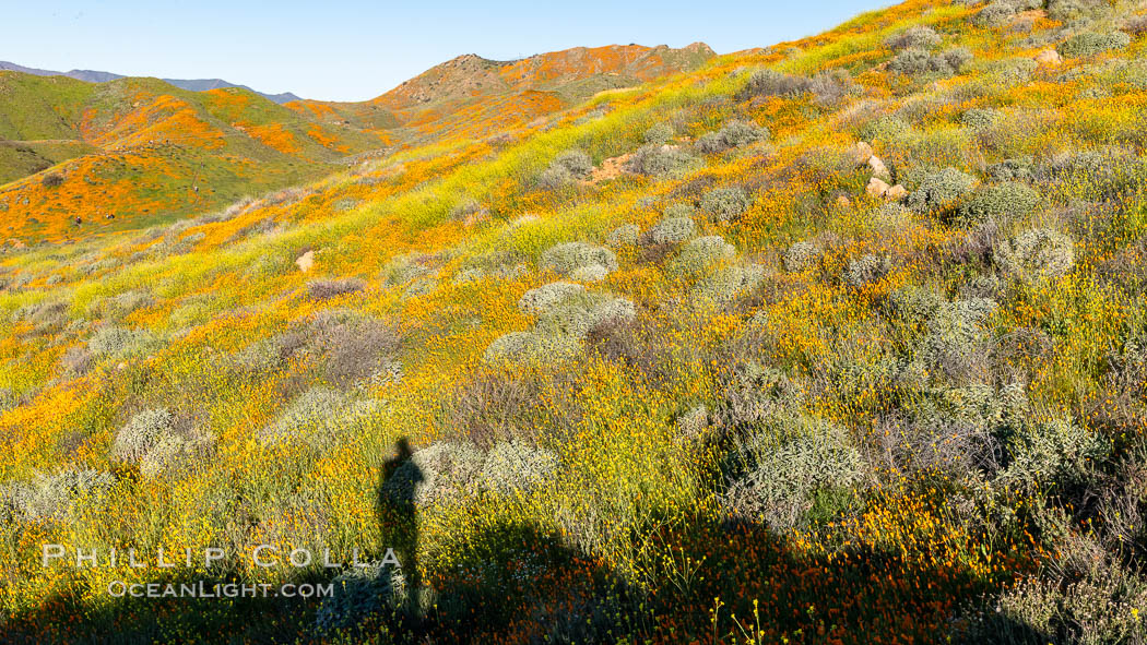 California Poppies in Bloom, Elsinore. USA, Eschscholzia californica, natural history stock photograph, photo id 35242