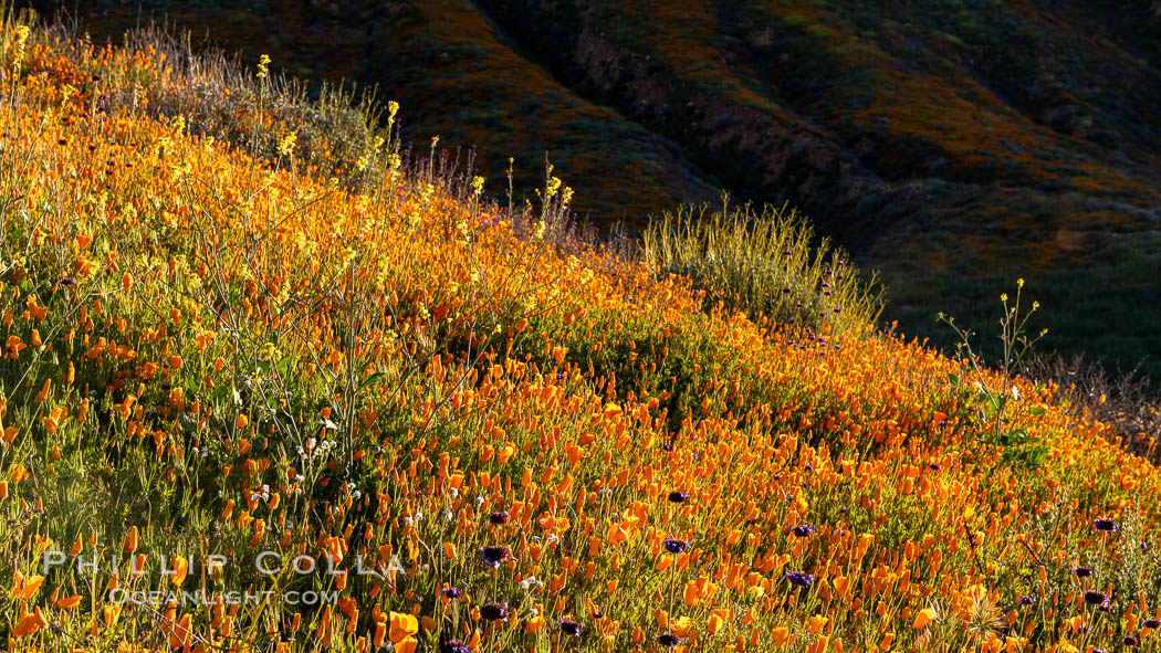California Poppies in Bloom, Elsinore. USA, Eschscholzia californica, natural history stock photograph, photo id 35246