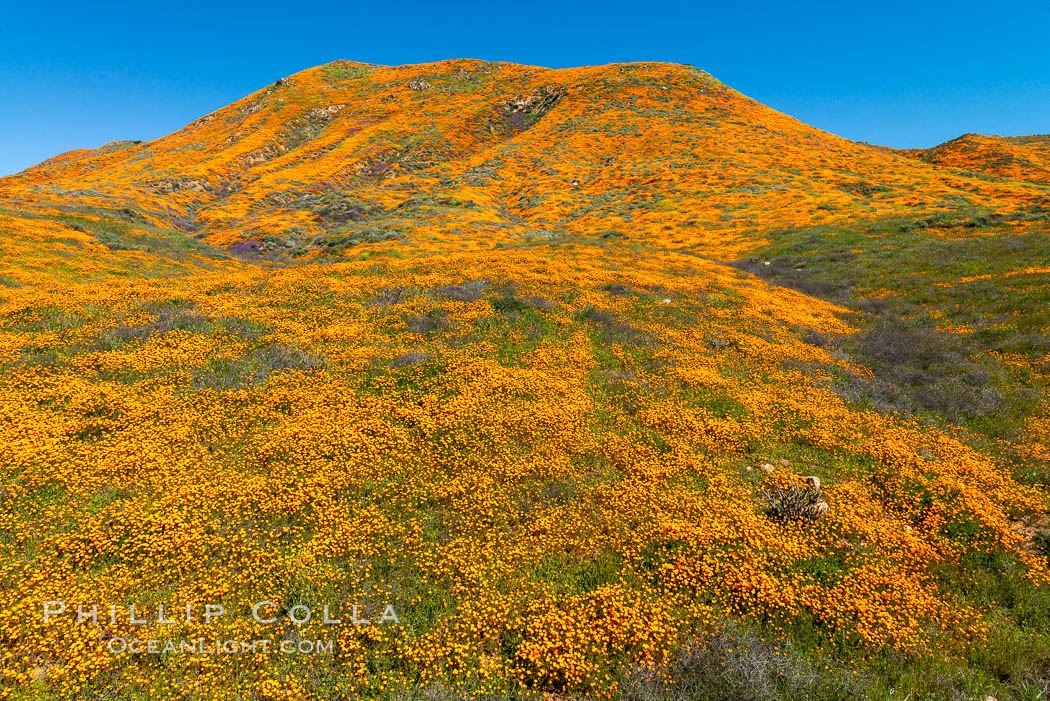 California Poppies in Bloom, Elsinore. USA, Eschscholzia californica, natural history stock photograph, photo id 35227