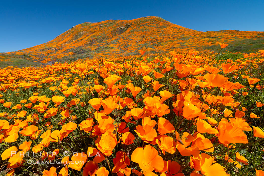 California Poppies in Bloom, Elsinore. USA, Eschscholzia californica, natural history stock photograph, photo id 35225