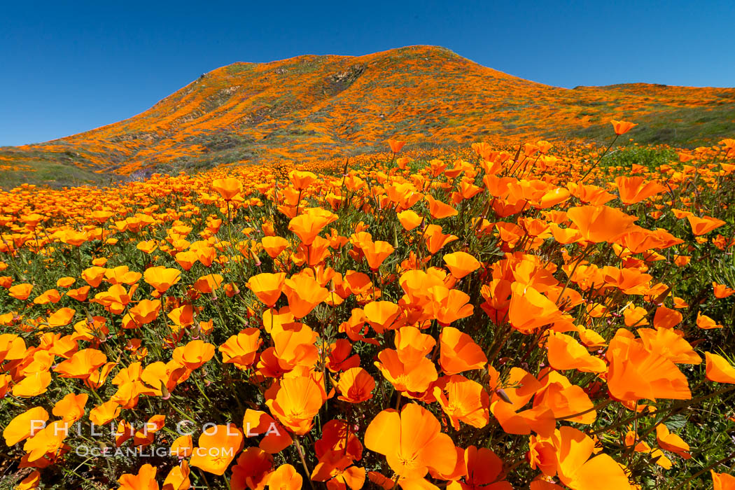 California Poppies in Bloom, Elsinore, Eschscholzia californica