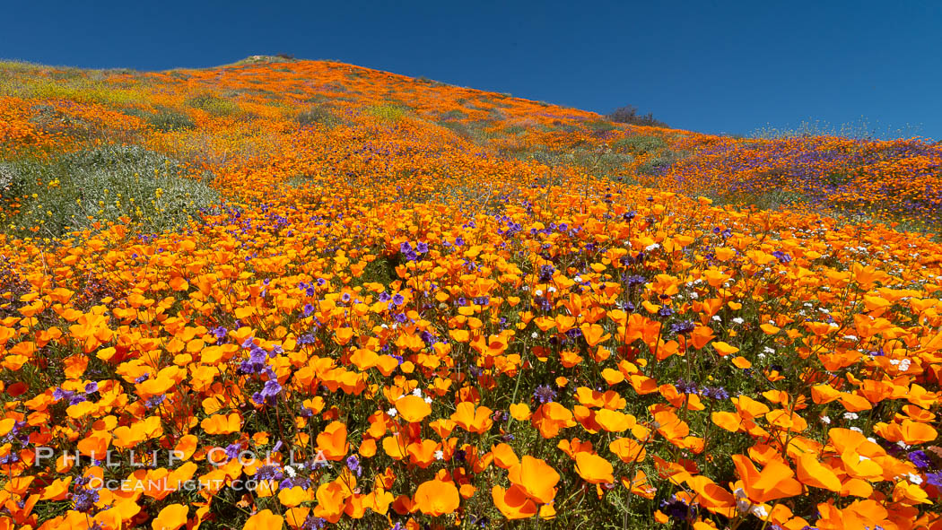 California Poppies in Bloom, Elsinore. USA, Eschscholzia californica, natural history stock photograph, photo id 35229
