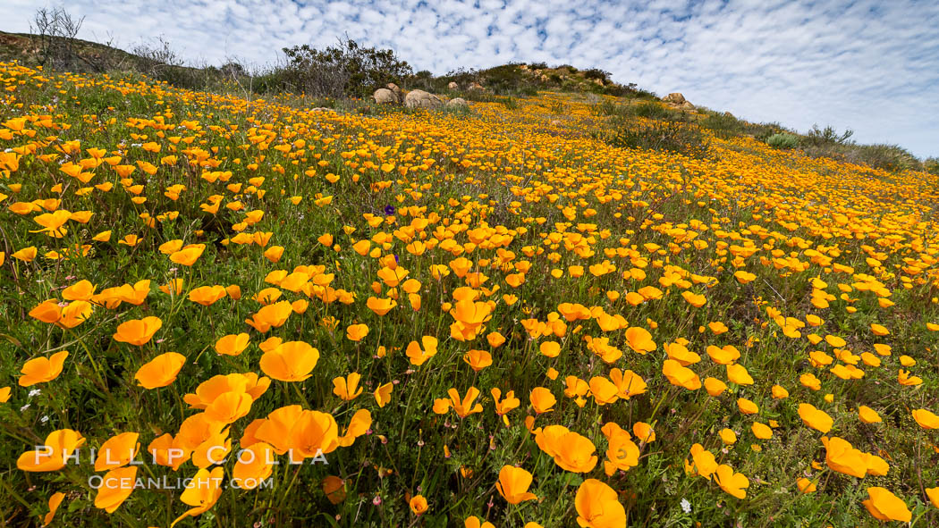 California poppies cover the hillsides in bright orange. Del Dios, San Diego, USA, Eschscholzia californica, natural history stock photograph, photo id 35162