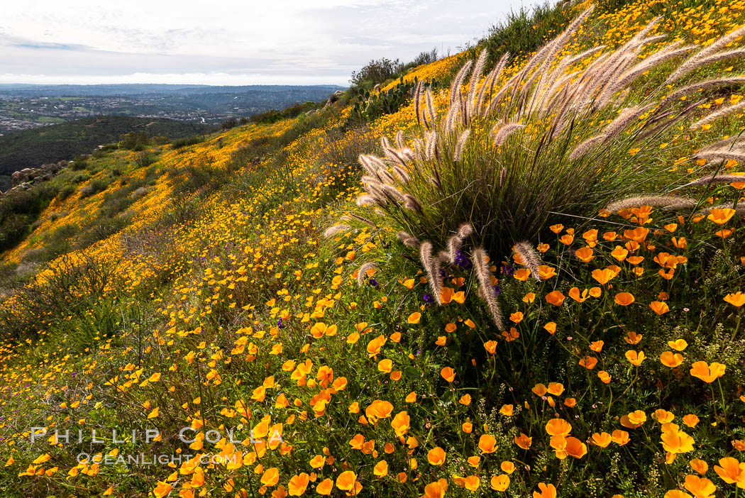 California poppies cover the hillsides in bright orange, Eschscholzia californica, Del Dios, San Diego