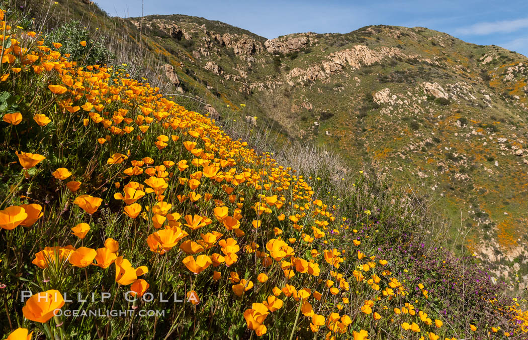 California poppies cover the hillsides in bright orange. Del Dios, San Diego, USA, Eschscholzia californica, natural history stock photograph, photo id 35165