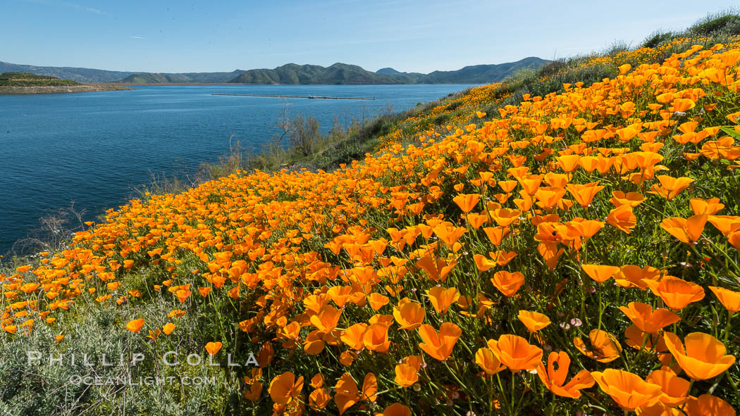 California Poppies, Diamond Valley Lake, Hemet. USA, Eschscholzia californica, natural history stock photograph, photo id 33134