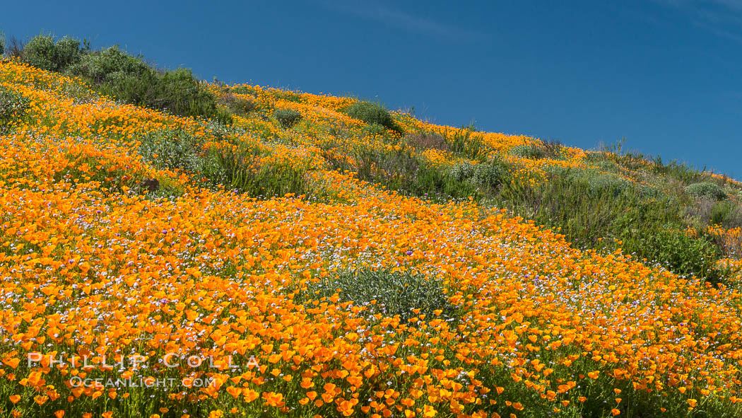 California Poppies, Diamond Valley Lake, Hemet. USA, Eschscholzia californica, natural history stock photograph, photo id 33132