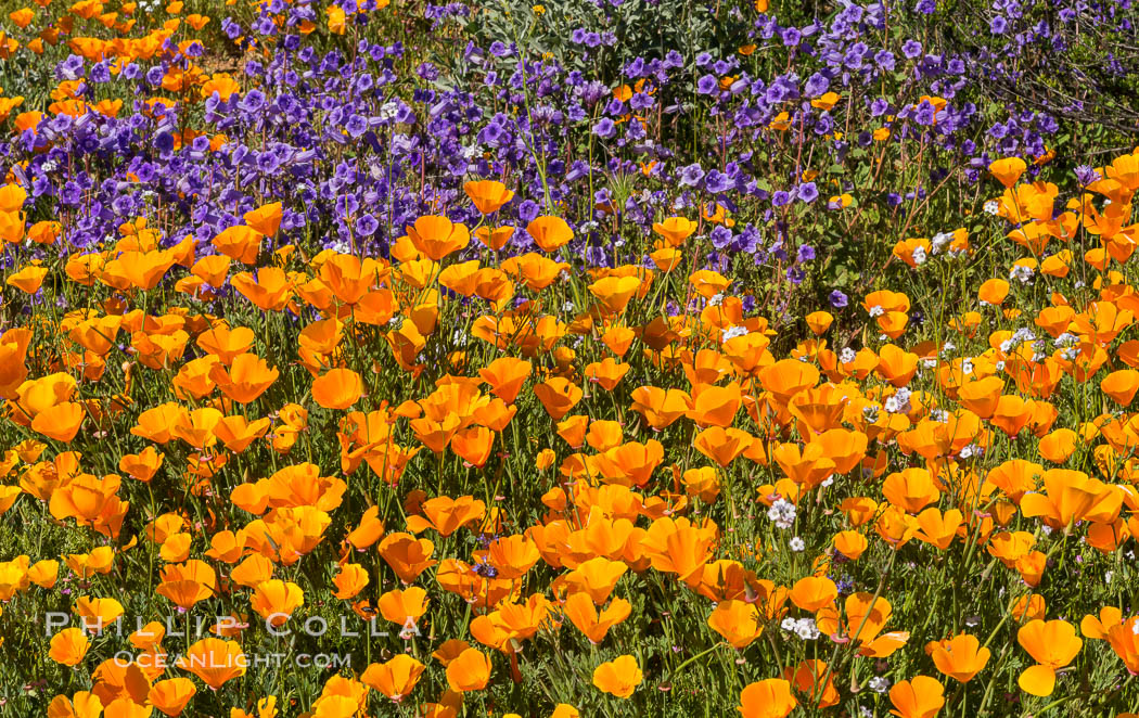 California Poppies, Diamond Valley Lake, Hemet. USA, Eschscholzia californica, natural history stock photograph, photo id 33140