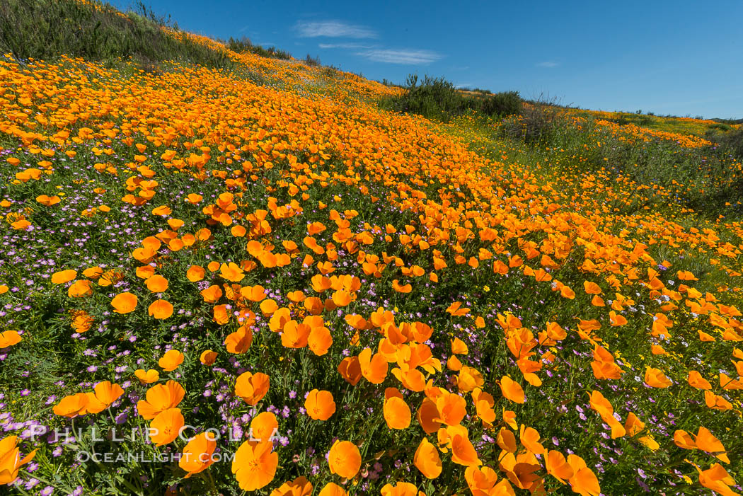 California Poppies, Diamond Valley Lake, Hemet. USA, Eschscholzia californica, natural history stock photograph, photo id 33135