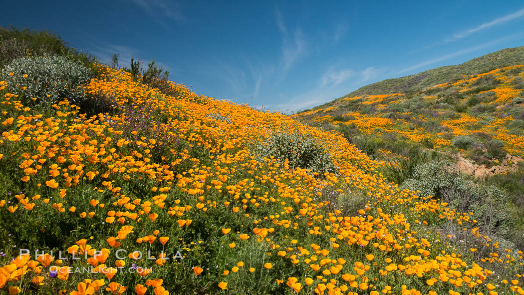 California Poppies, Diamond Valley Lake, Hemet. USA, Eschscholzia californica, natural history stock photograph, photo id 33133