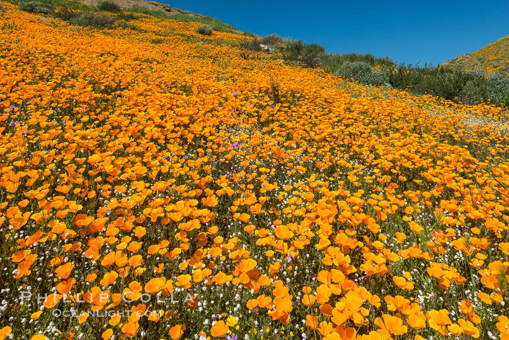 California Poppies, Elsinore. USA, Eschscholzia californica, natural history stock photograph, photo id 33147