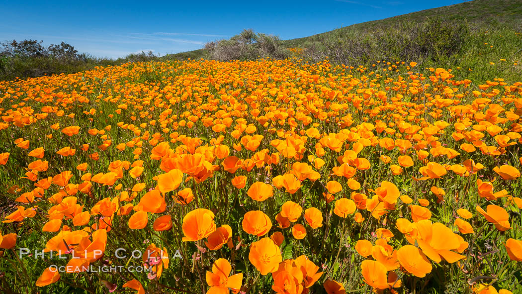 California Poppies, Rancho La Costa, Carlsbad. USA, Eschscholzia californica, natural history stock photograph, photo id 33122