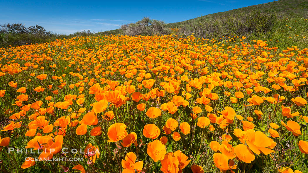 California Poppies, Rancho La Costa, Carlsbad., Eschscholzia californica, natural history stock photograph, photo id 33122