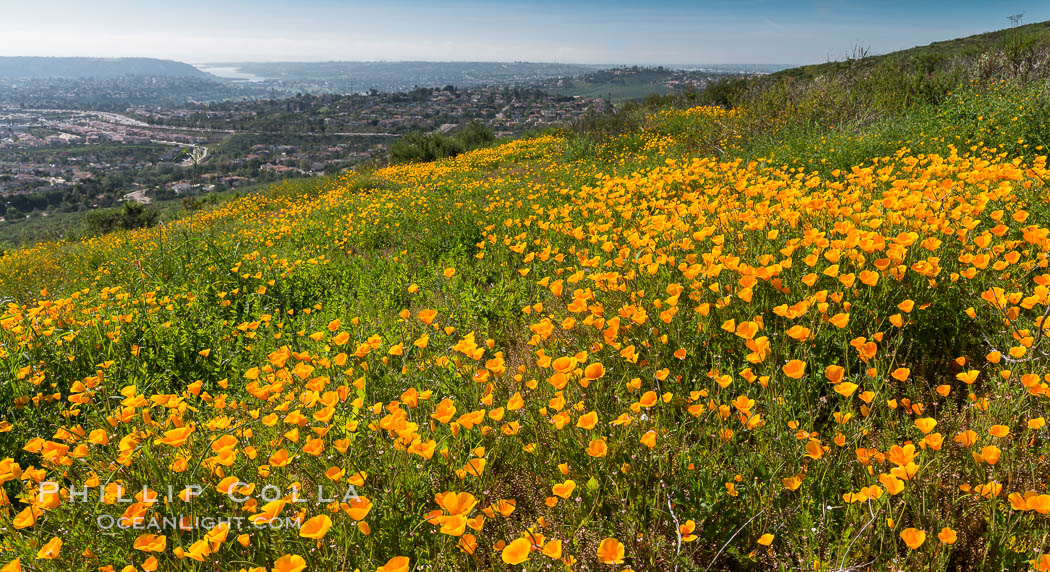 California Poppies, Rancho La Costa, Carlsbad. USA, Eschscholzia californica, natural history stock photograph, photo id 33162