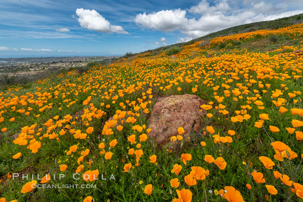 California Poppies, Rancho La Costa, Carlsbad. USA, Eschscholzia californica, natural history stock photograph, photo id 35190