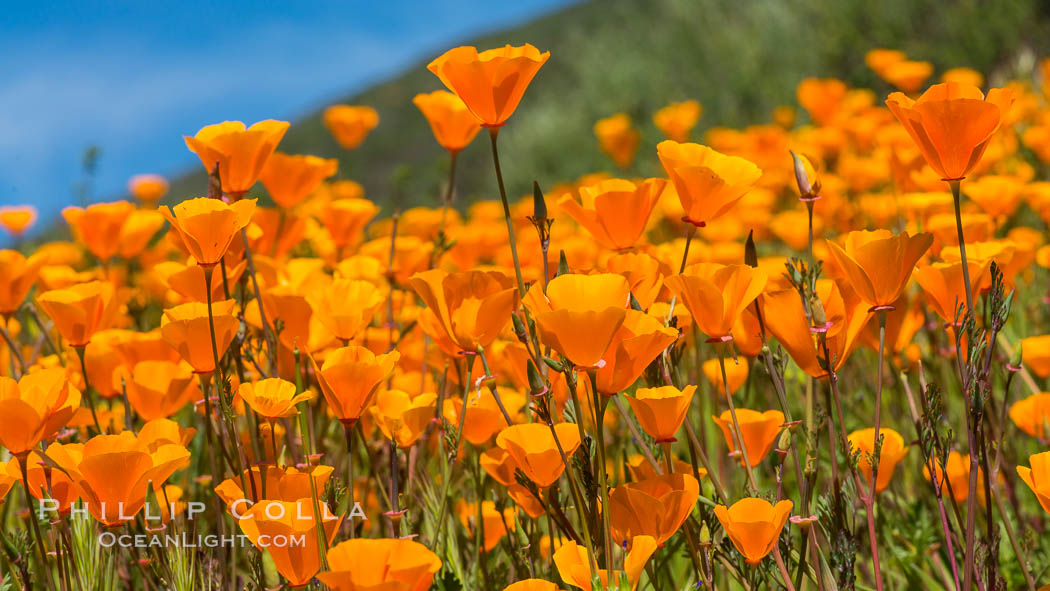 California Poppies, Rancho La Costa, Carlsbad. USA, Eschscholzia californica, natural history stock photograph, photo id 33120