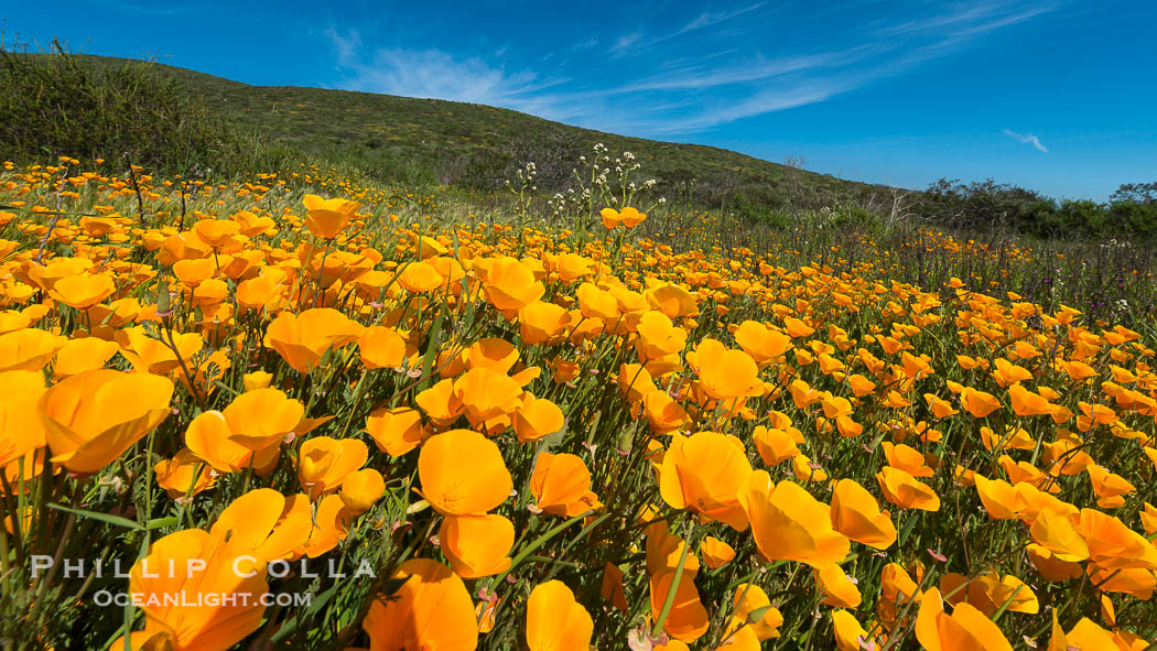 California Poppies, Rancho La Costa, Carlsbad., Eschscholzia californica, natural history stock photograph, photo id 33160